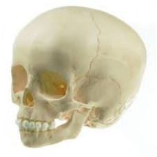 Child Skull, 2 parts